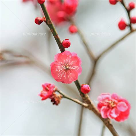 紅梅|紅梅